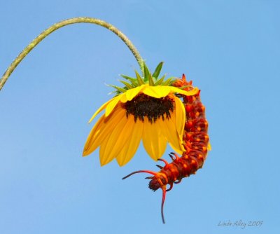 pipevine caterpillar