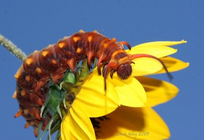 pipevine caterpillar