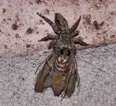 spider with moth