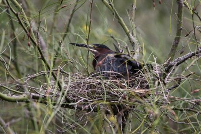 green heron