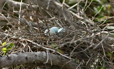 green heron eggs