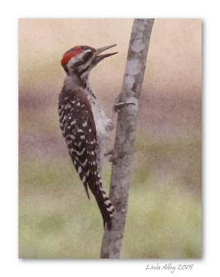 ladder-backed woodpecker