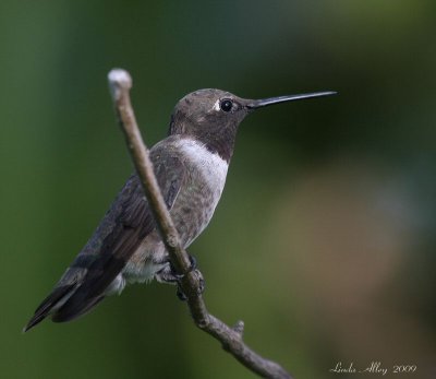 black chinned hummingbird