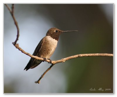 black chinned hummingbird male