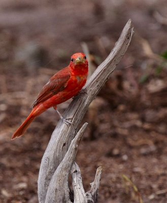 summer tanager