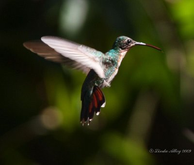 green breasted mango