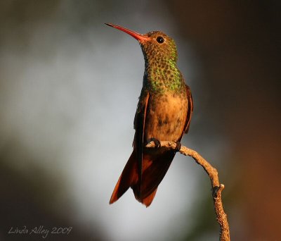 Buff bellied hummingbird