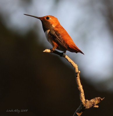 Rufous adult male
