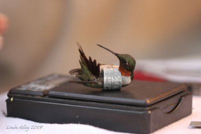 Ruby-throated male on the scale  