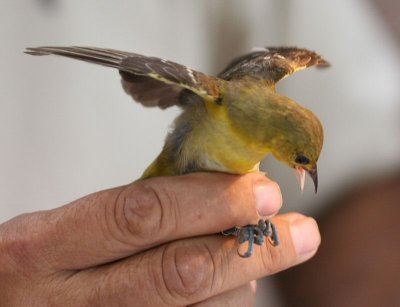 orchard oriole female