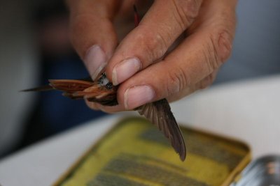 buff-bellied male 