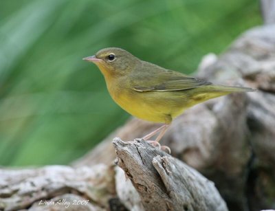 mourning warbler first fall
