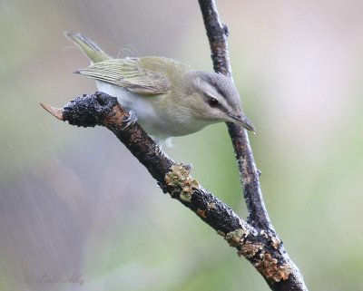 red eyed vireo