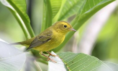 wilson's warbler female