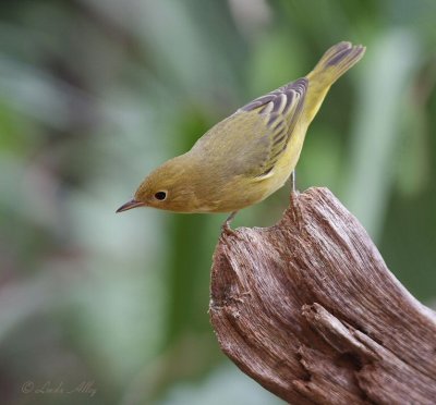 yellow warbler