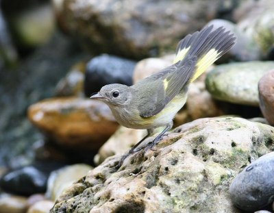 american redstart female