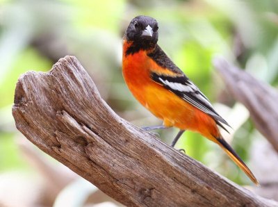 baltimore oriole