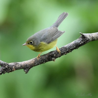 canada warbler