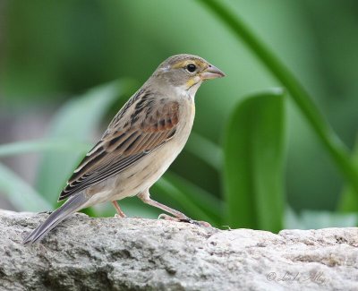 dickcissel