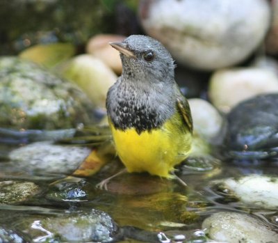mourning warbler male