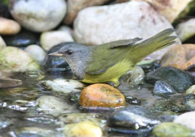 mourning warbler male