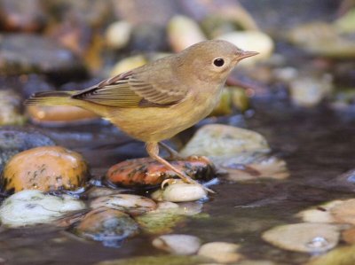 yellow warbler first fall