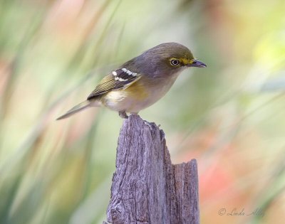 white- eyed vireo