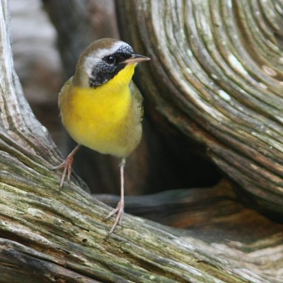 common yellowthroat male