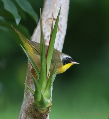 common yellowthroat male