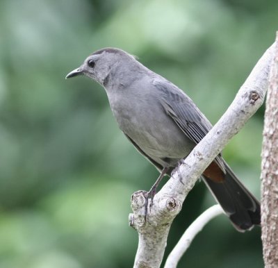 gray catbird