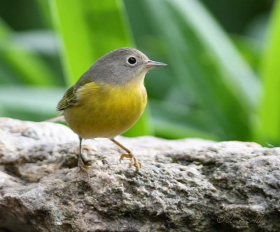 nashville warbler