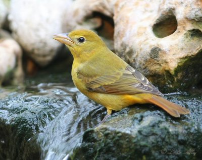 summer tanager