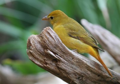 summer tanager