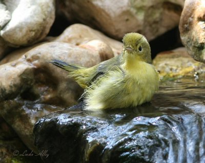 yellow warbler