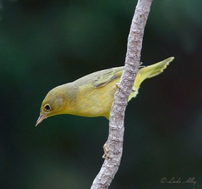 yellow warbler