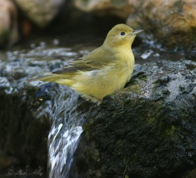 yellow warbler