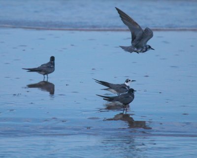 black terns.jpg