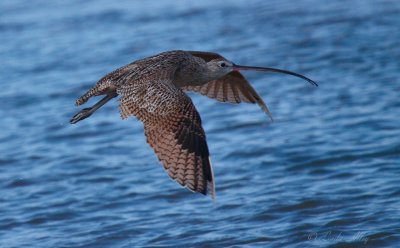 long-billed curlew