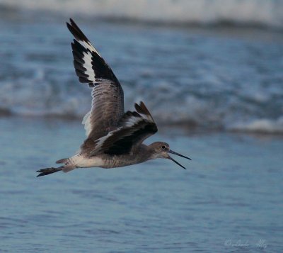 willet