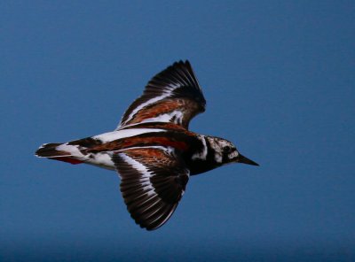 ruddy turnstone.jpg