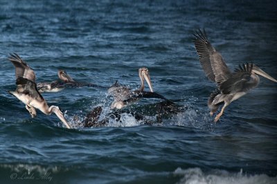 brown pelicans dive.jpg