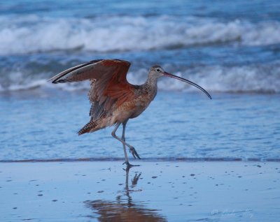 long-billed curlew.jpg