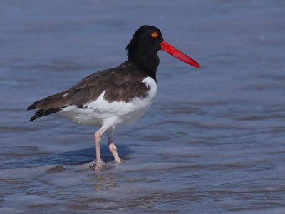 american oystercatcher