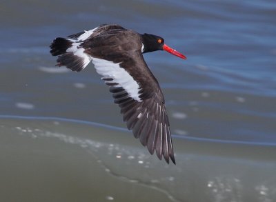 american oystercatcher