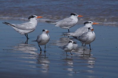 IMG_5597terns.jpg