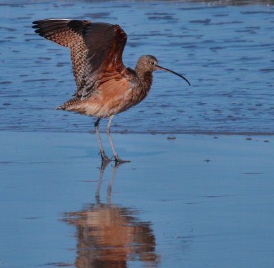 IMG_5613longbilledcurlew.jpg