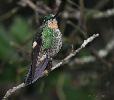 IMG_0039.jpg--Buff-winged Starfrontlet female 