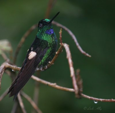 IMG_0049.jpg--Buff-winged Starfrontlet male 