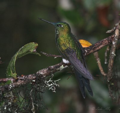 IMG_0066.jpg---Sapphire-vented Puffleg