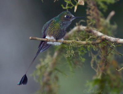 IMG_7995.jpg Booted Racket-tail